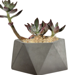 Plant Gift Idea | Established Succulent Delivery